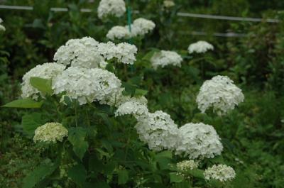 初夏を彩る紫陽花　　　　IN　サマーランド