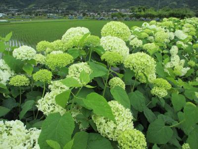 あしがら*花*めぐり 2015.芒種 ～アジサイ・ハーブをみて、ついでにタダのビールも飲んじゃえ！^.^/～