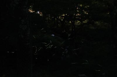 幻の　大仏蛍　を見る。　深夜の二月堂裏参道徘徊