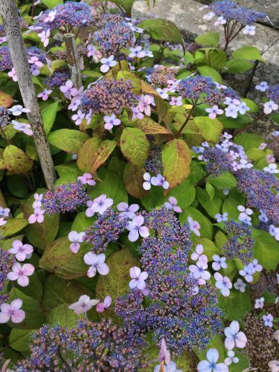 第84番札所屋島寺と遊鶴亭、そして一鶴