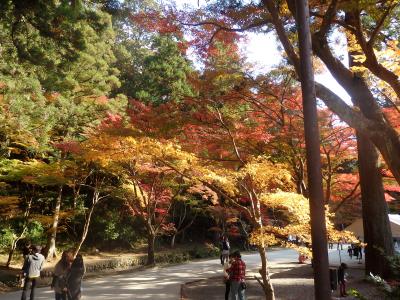 初めて訪れたよ、紅葉の森町小國神社