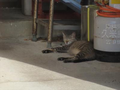 猫探し【沖縄県（久米島・Kume Island）編】