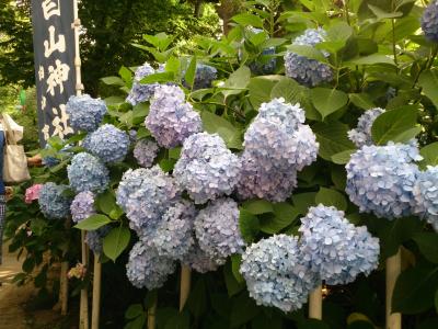 2015　文京あじさい祭り （白山神社）