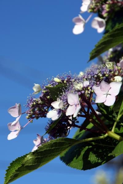 6月の真っ青な空！！！