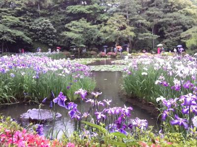 6月5日  京都・平安神宮神苑と金閣寺