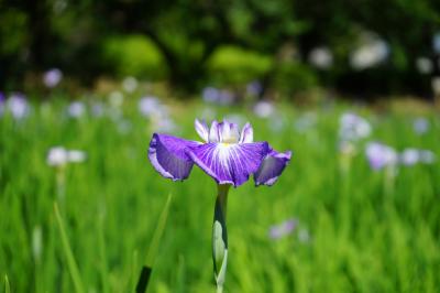 花菖蒲園