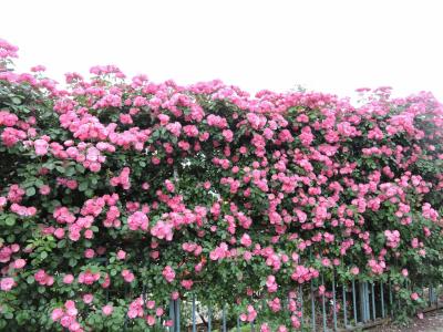 双松公園のばらを見に。