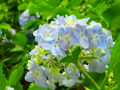 初夏を彩るあじさいの森へ～としまえん・あじさい祭り～