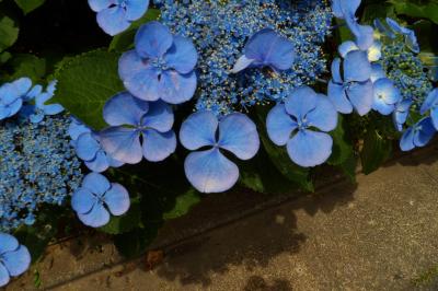 紫陽花の装飾花の花弁数（川崎市幸区塚越2）