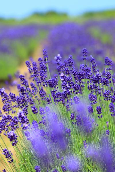 福井　花めぐり～北潟湖 花菖蒲園、三国ラベンダーファーム、治佐川の梅花藻