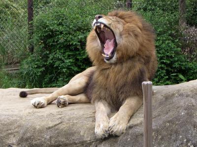 四国動物園巡礼？の旅《3》 和歌山からとくしま動物園