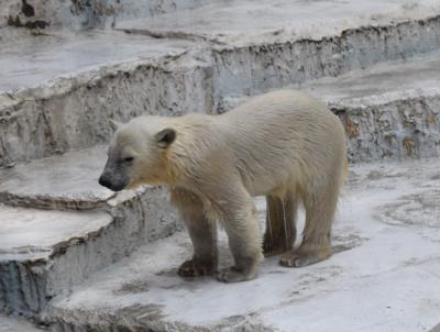 気ままな休日を天王寺動物園で。 【週末大阪旅】