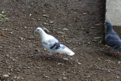 上野公園の鳩