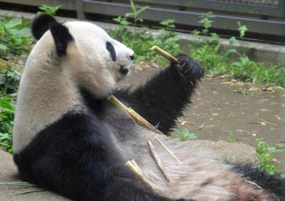 上野動物園　パンダと再び