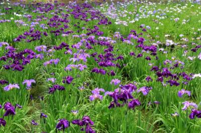 堀切菖蒲園＆水元公園・花菖蒲の咲く頃