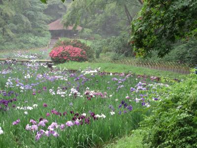 2015年　初夏の東京　その６　明治神宮御苑で菖蒲を見ました。雨に濡れてしっとりしていました。