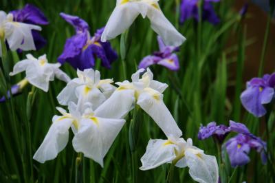 ２０１５ 花菖蒲シリーズー１　明治神宮御苑に美しく咲く　花菖蒲　上 