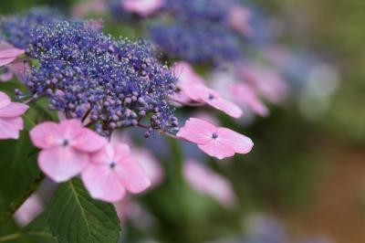 旅するイルカ♪　和歌山県　岩出市　緑花センター　紫陽花撮影へ