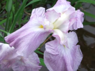 花菖蒲のいろいろ色が見れる明治神宮内苑