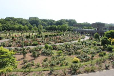 花フェスタ記念公園‐世界一のバラ園見学