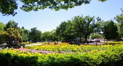 名古屋市千種区・千種公園・ユリの花園