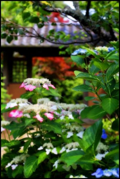 【初夏のぶらり北鎌倉】 なるべく人混みを避けてアジサイ鑑賞 - 東慶寺・浄智寺・海蔵寺 -