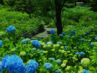 舞鶴湾からアジサイ園を吹き抜けて草原のタンポポを揺らす風が梅雨の晴れ間の暑い日差しを忘れさせてくれた