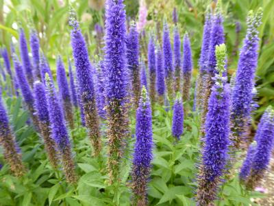 河内長野「花の文化園」、６月は蓮の花・アジサイ・ササユリが綺麗です！