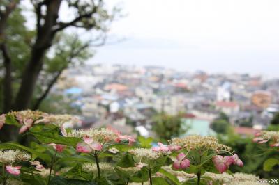 梅雨の晴れ間に鎌倉へ紫陽花散歩：長谷寺～御霊神社