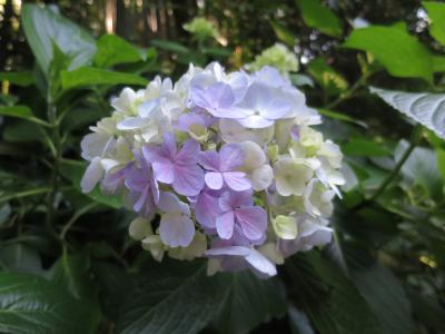 紫陽花を求めて鎌倉へ②