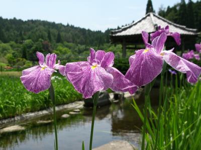 三田市永沢寺の花しょうぶ園　これから見頃をむかえる花菖蒲。