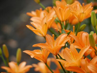 兵庫 篠山でユリと美味しいものめぐり♪