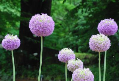 色とりどりの植物が咲き誇る武蔵丘陵森林公園（埼玉）