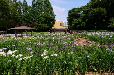 ２０１５　花菖蒲シリーズ−４　個人で造りあげた　素晴らしい「染谷花しょうぶ園」　上