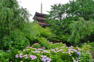 本土寺の紫陽花を撮る