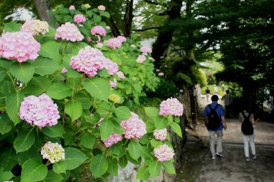 2015年6月　矢田寺できれいな紫陽花に大感激だにゃん（その２）