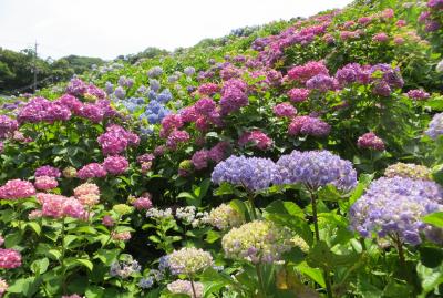 2015梅雨、三河の紫陽花：形原温泉(2/9)：アジサイの里、補陀ヶ池、渦アジサイ