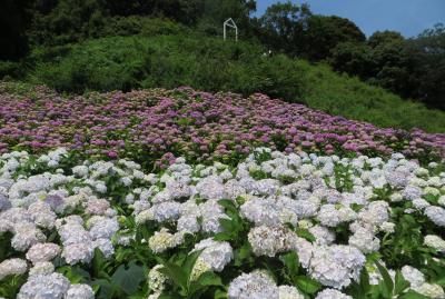 2015梅雨、三河の紫陽花：形原温泉(4/9)：流星、クレナイ(紅)、パリ