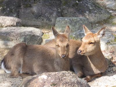 広島・宮島　２日間