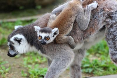 Amazon | TTETTZ 12ピース アフリカ動物モデル クリエイティブ