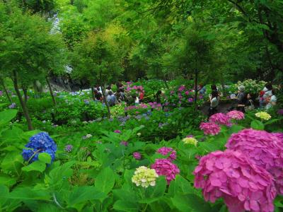 鎌倉あじさい巡り　長谷寺・東慶寺・明月院・円覚寺