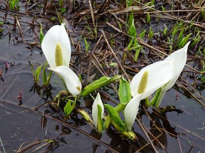 残雪と水芭蕉を堪能した2日間