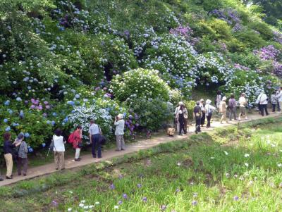 アジサイと花菖蒲　小田原城址公園　