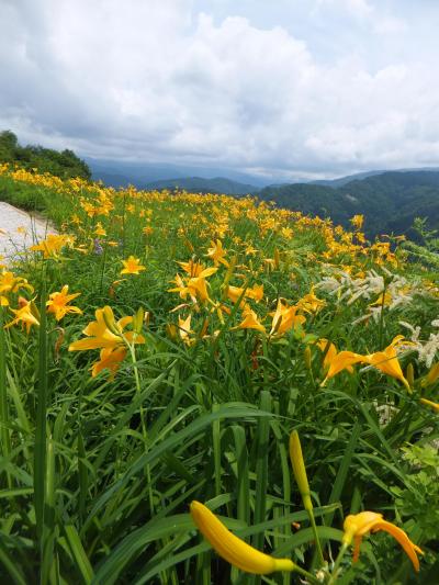石川県白山市の標高８００ｍの白峰に咲いている高山植物を見に行きました。　1日目