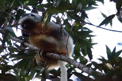 ２０１３夏 マダガスカル旅行記（９）ペリネ自然保護区でキツネザル観察