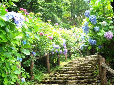 あじさいと蛍を楽しむ伊豆の旅-2015.06-