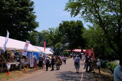 ２０１５　花菖蒲シリーズー５　最終編　遺跡(女堀）の中の　伊勢崎　赤堀花菖蒲まつり　下