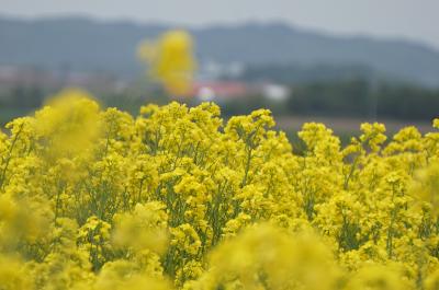 安平の菜の花畑