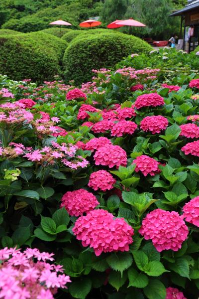 京都を歩く(225) 梅雨を彩る三室戸寺の紫陽花