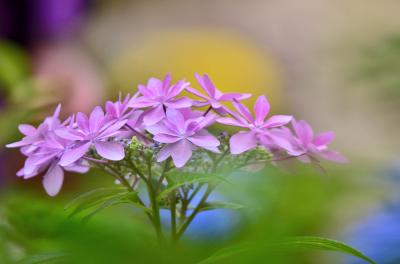 2015 花フェスタ記念公園（10）紫陽花求めて花フェスタ2015ぎふへ